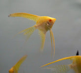 Albino 24k Gold Angel Fish Long Fin size 4” Tall